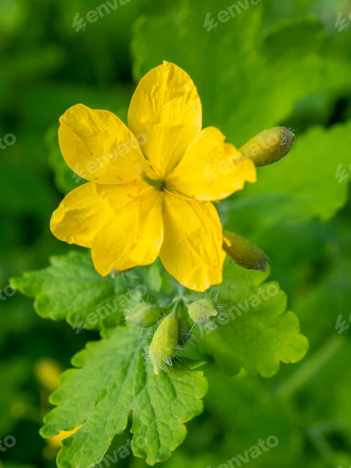 Preview: Closeup shot of a yellow Chelidonium growing in the garden