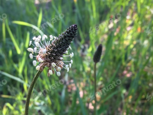 Preview: Wild flowers