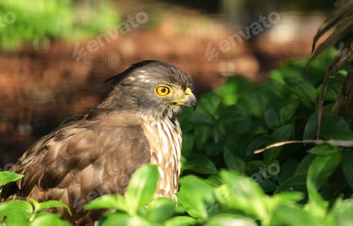 Preview: Eagle