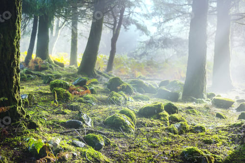 Green forest