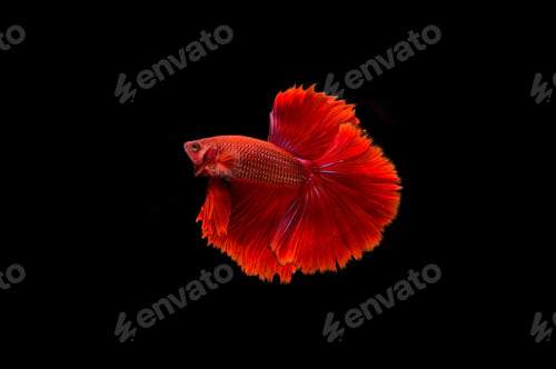 Preview: Beautiful colorful of siamese betta fish