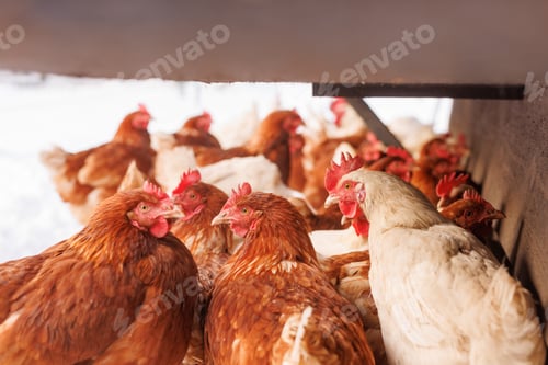Preview: chicken walking on an eco-poultry farm in winter, free-range chicken farm