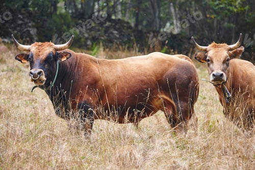 Preview: Bull and cow in the countryside. Cattle, livestock