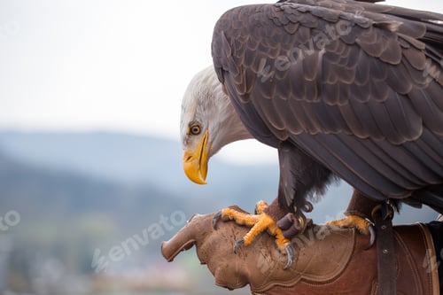 Preview: Portrait of a bald eagle on grass.