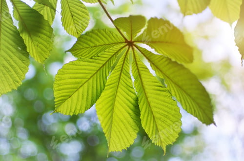 Preview: Spring leaf of chestnut.