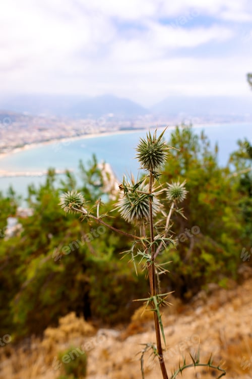 Preview: Panoramic view of Alanya coast. Landscape view of Mediterranean coast. View of dried flowers