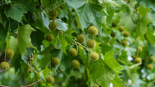 Preview: Leaves and fruits of Platanus occidentalis, also known as American sycamore. Leaves and fruits of
