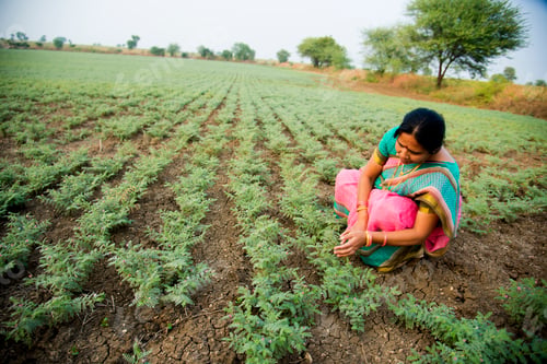 Preview: Indian woman in traditional cloth working at chickpea field