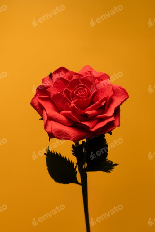 Preview: Beautiful red rose isolated on yellow background. Floral background concept.