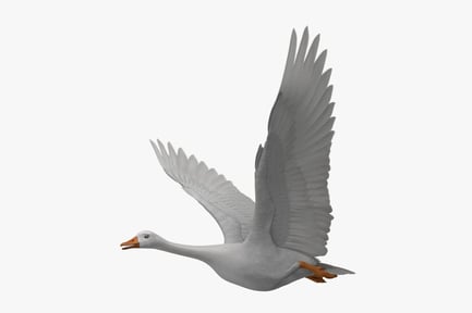 Preview: Albino Snow Goose in Flight