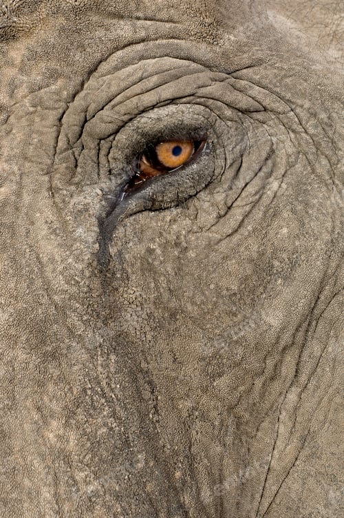Preview: Asian Elephant - Elephas maximus (40 years)