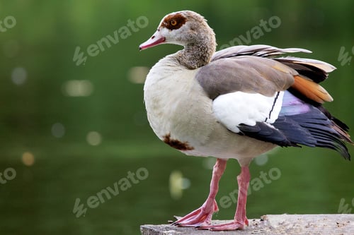 Preview: Closeup of a Egyptian goose (Alopochen aegyptiaca) standing on a concrete surface
