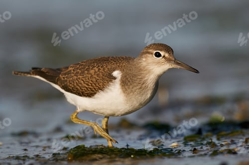 Preview: Common sandpiper (Actitis hypoleucos)