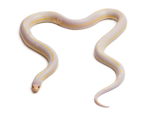 Preview: Albinos banana eastern kingsnake or common kingsnake, Lampropeltis getula californiae