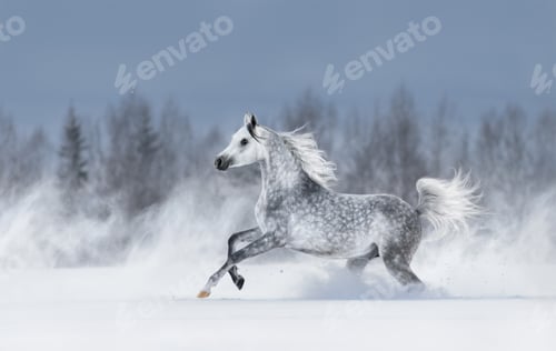 Preview: Grey arabian horse galloping during snowstorm