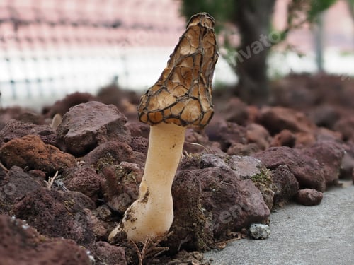 Preview: Morel (mushroom)