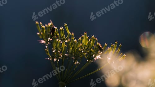 Preview: Macro photography in nature. Creative. Small flowers on which black beetles crawl and on which the