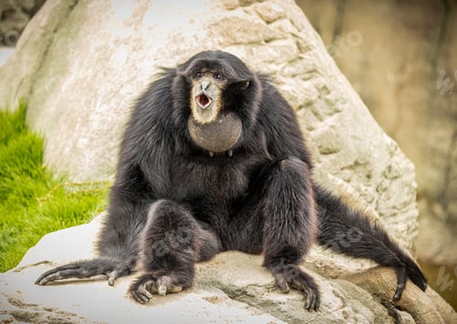 Preview: Black monkey with an open mouth sitting on a stone