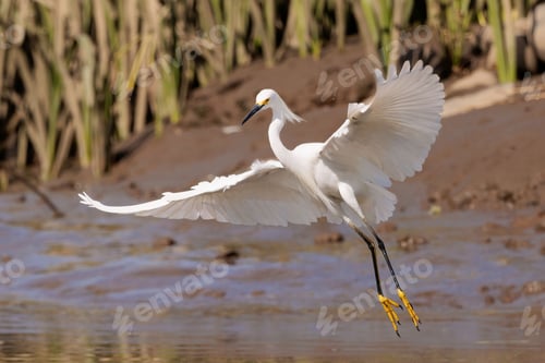Preview: Majestic snowy egret taking off. Egretta thula.