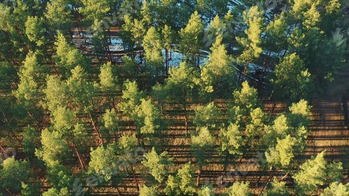 Preview: Aerial View Of Green Pine Coniferous Forest In Landscape During Sunset In Spring. Top View From