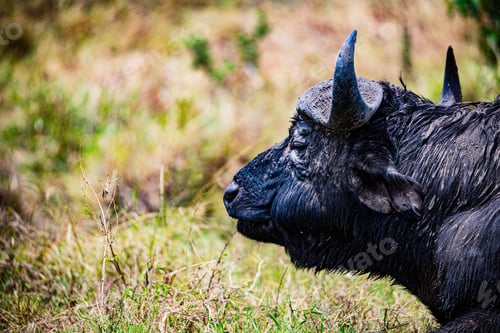 Preview: African Buffalo Wildlife Wild Animals Sub Saharan Bovine Kenya East Africa
