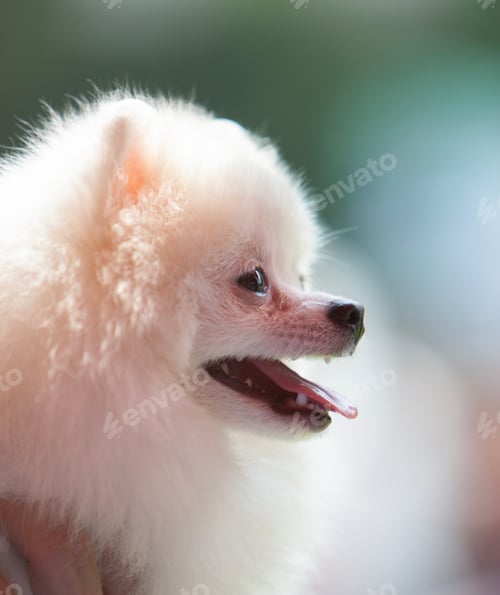 Preview: Portrait of a Pomeranian Dog