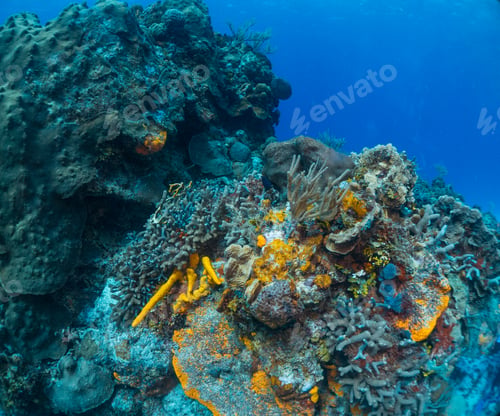 Preview: coral reef macro ,texture, abstract marine ecosystem background on a coral reef