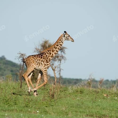Preview: Girafe in the Serengeti