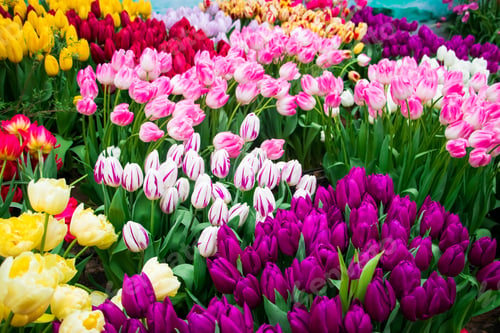 Preview: Happy springtime. Tulip festival in city garden. Colorful flowers.