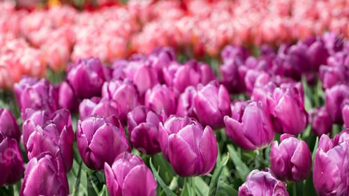 Preview: Tulips, petal, lovely, wallpaper, background