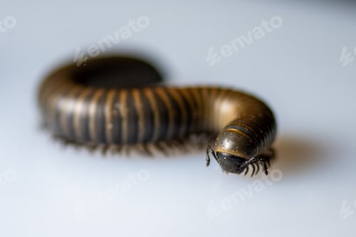 Preview: Close-up of a millipede walking