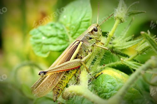 Preview: Grasshopper