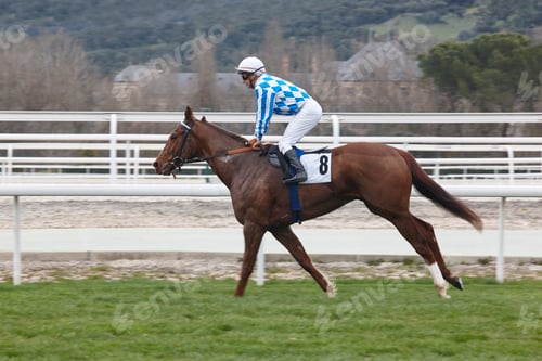 Preview: Horse race training. Competition sport. Hippodrome. Animal background