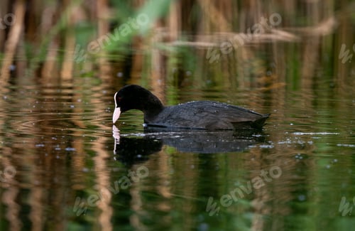 Preview: Eurasian Coot Swimming In Lake