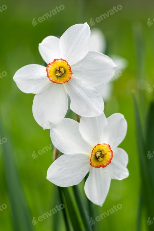 Preview: Narcissus flower with white petals and yellow center by shaped corona, spring flowering plant.