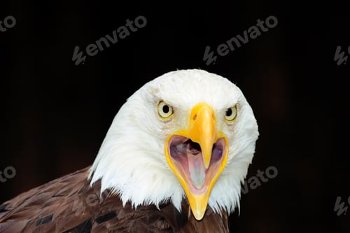 Preview: Portrait of an american bald eagle