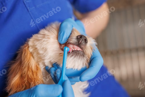 Preview: Vet brushing small dog’s teeth, canine dental care and hygiene routine.