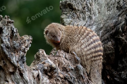 Preview: Closeup shot of a banded mongoose on a tree against a blurred background