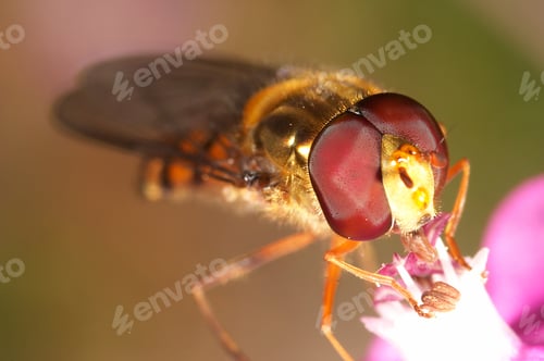 Preview: Fly (Episyrphus balteatus)