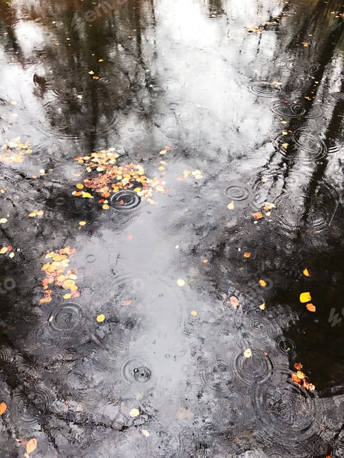 Preview: Dark Pond With Yellow Autumn Leafs