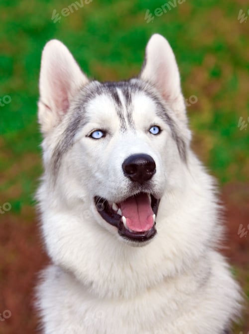 Preview: dog, siberian husky, pets, dogs, wilderness