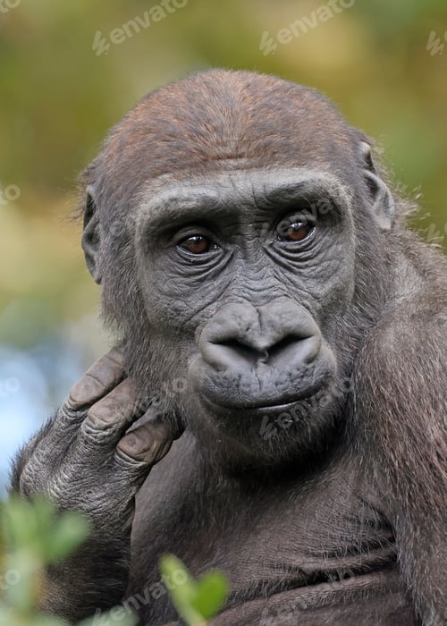 Preview: Western Lowland Gorilla portrait in nature view