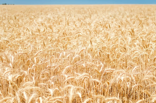 Preview: Grain field. Gold Wheat