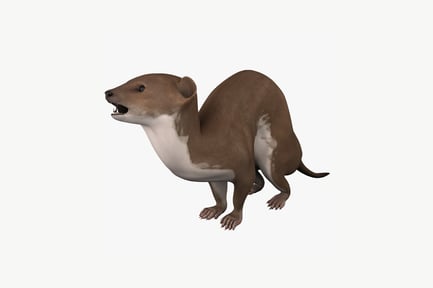 Preview: Weasel with open mouth, upright posture