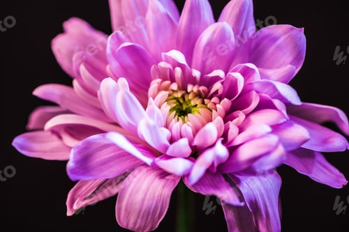 Preview: close up of one pink daisy flower, isolated on black