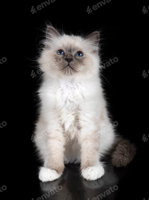 Preview: birman cat in studio