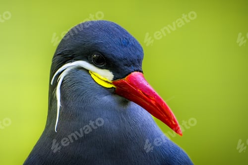 Preview: Inca tern (Larosterna inca) against a vibrant green background