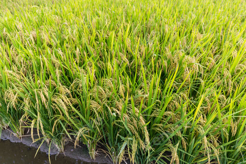 Preview: Rice meadow