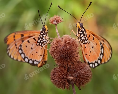 Preview: Twin orange butterfly