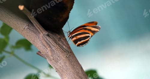 Preview: Picture of beautiful colorful butterfly on tree